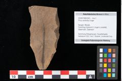 Foto (Objekt + Etikett) von Pinus centrotos Unger (NHMW-GEO-2024-0188-0243)